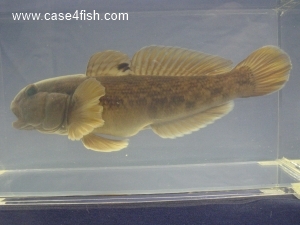 Foto Galerie/Gobiiformes/Neogobius melanostomus/Neogobius melanostomus_02_S.jpg